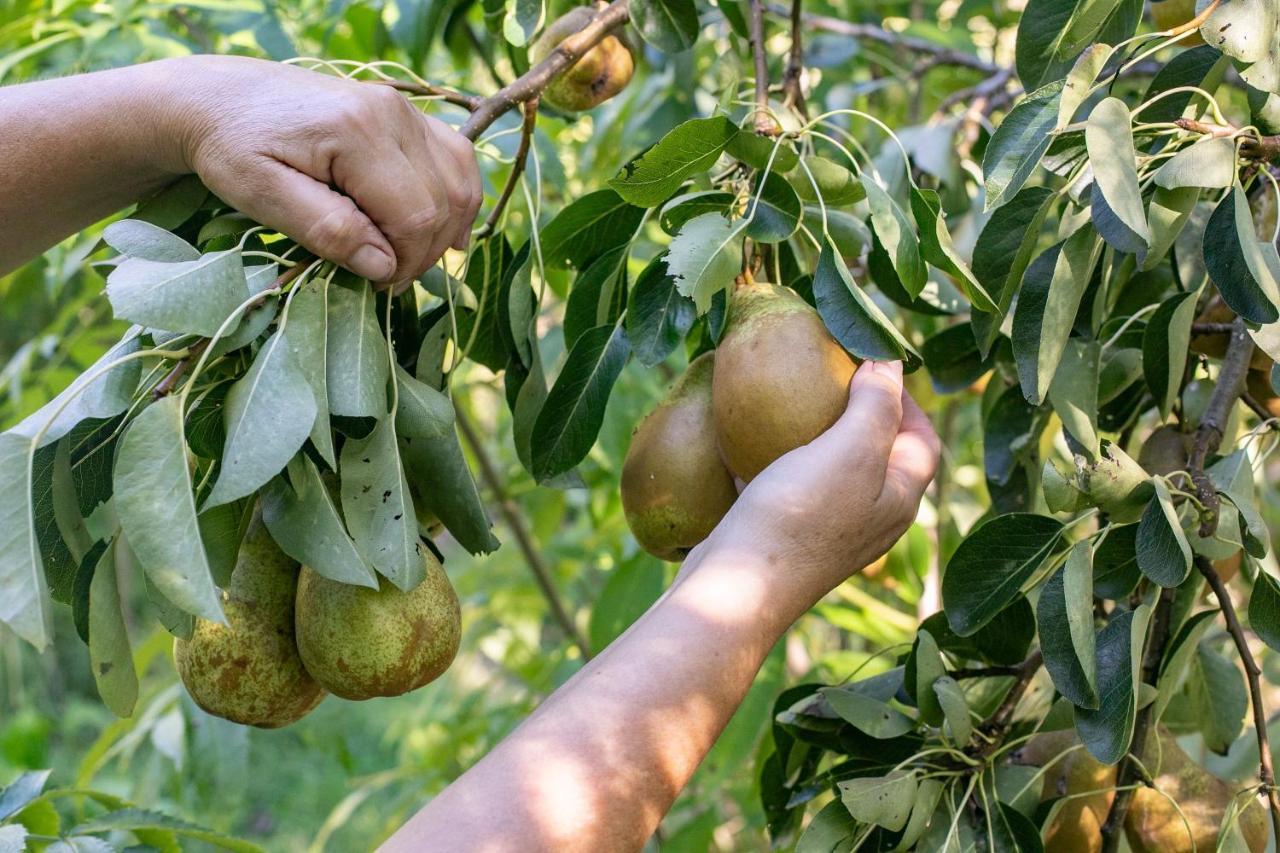 Tinui Food Forest Cottage Whareama المظهر الخارجي الصورة