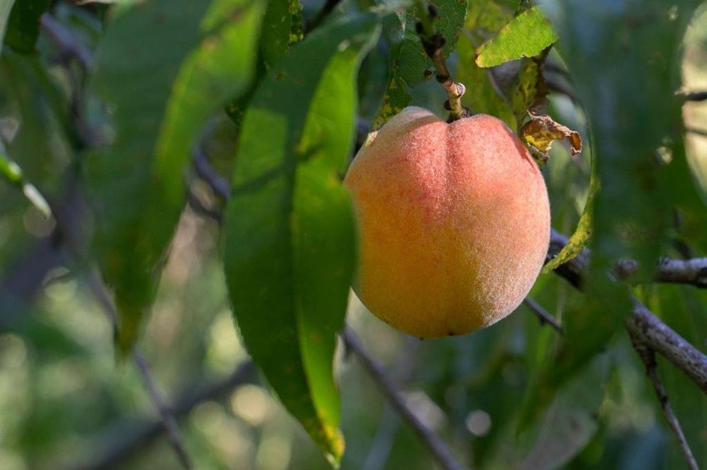 Tinui Food Forest Cottage Whareama المظهر الخارجي الصورة